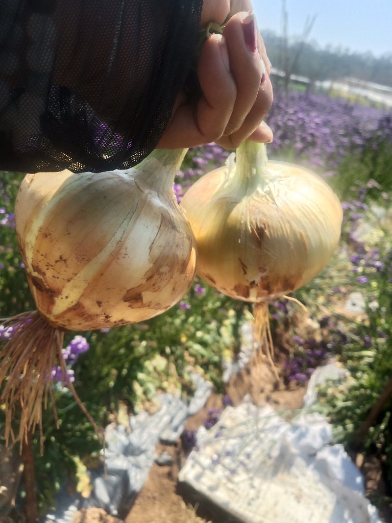 【黄皮洋葱】大量新鲜上市，云南产区直发，可视频看货
