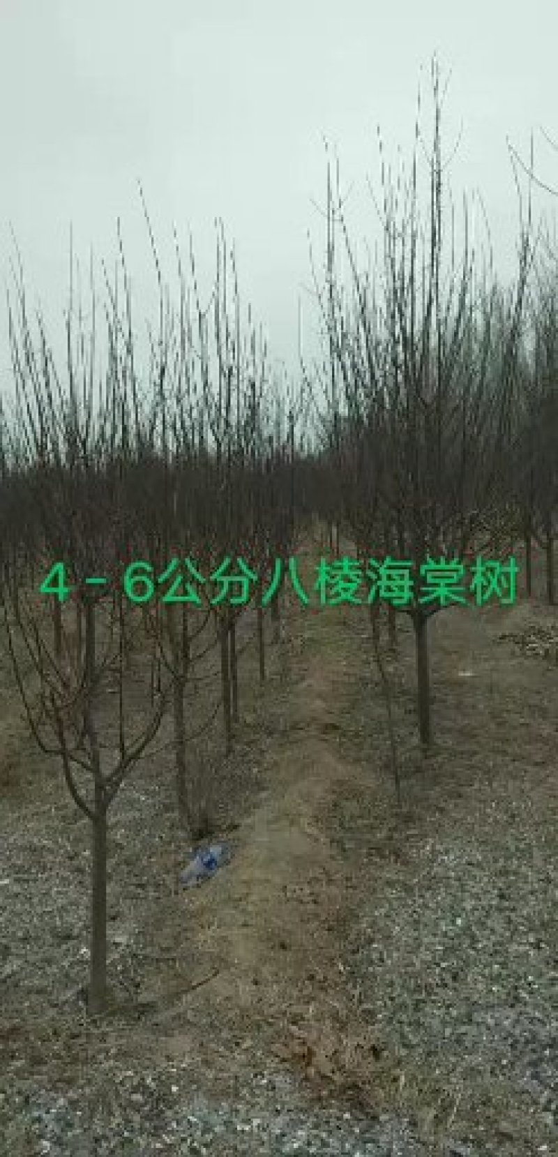 八棱海棠，八棱海棠果，八棱海棠各种规格，价格便宜，量大，