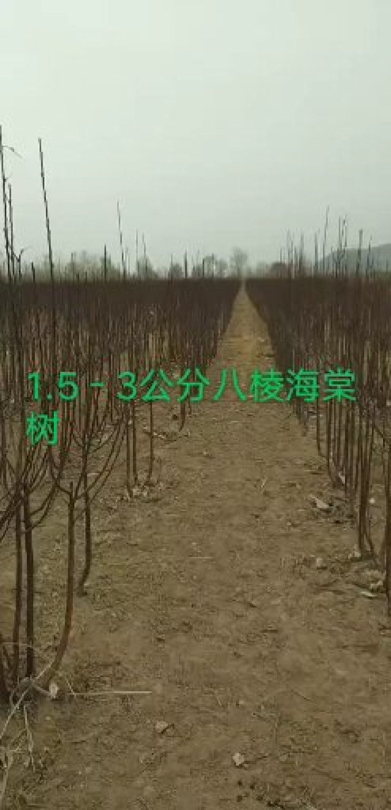 八棱海棠，八棱海棠果，八棱海棠各种规格，价格便宜，量大，