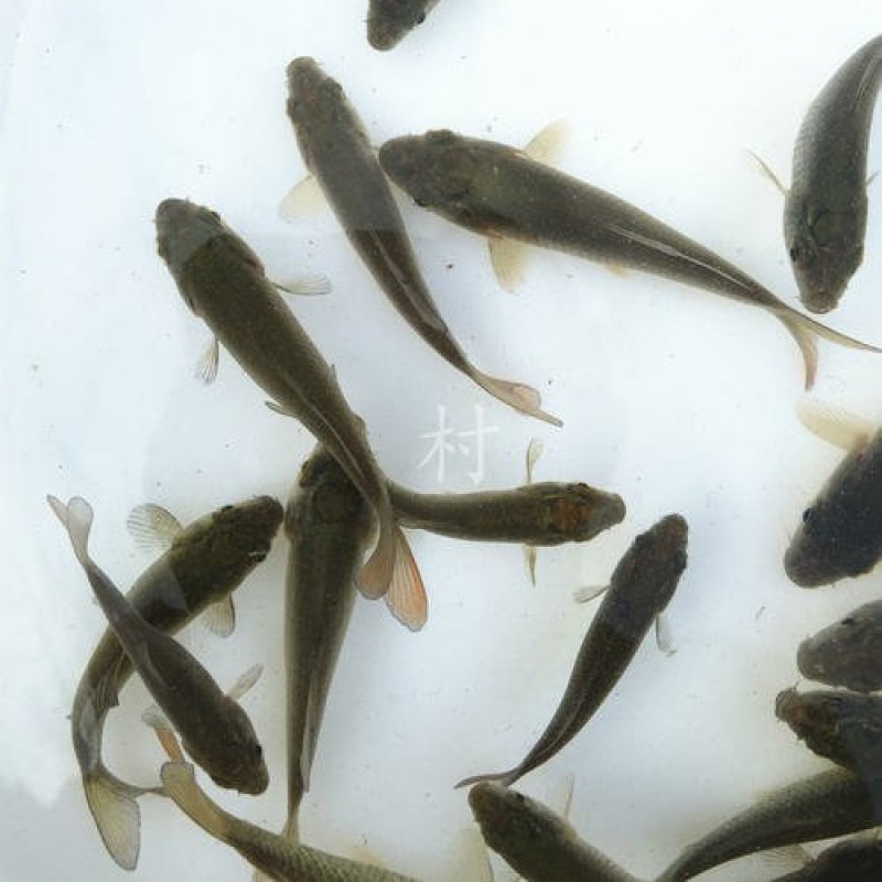 鲤鱼苗批发零售技术支持成活率高，品相好，