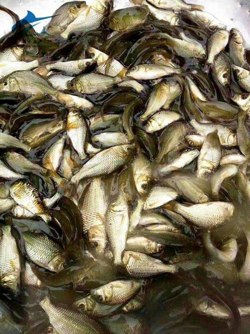 鲤鱼苗批发零售技术支持成活率高，品相好，
