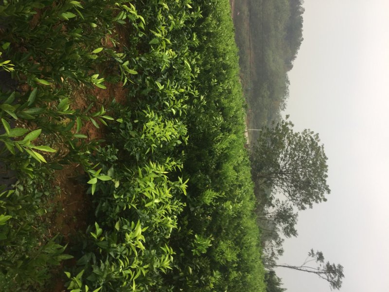 赣南脐橙苗纽荷尔脐橙苗果冻橙苗，品种纯，根系好