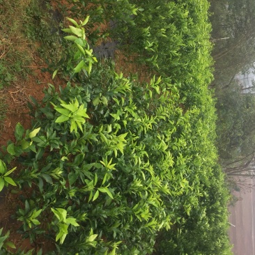赣南脐橙苗纽荷尔脐橙苗果冻橙苗，品种纯，根系好