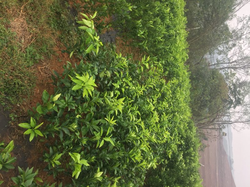 赣南脐橙苗纽荷尔脐橙苗果冻橙苗，品种纯，根系好