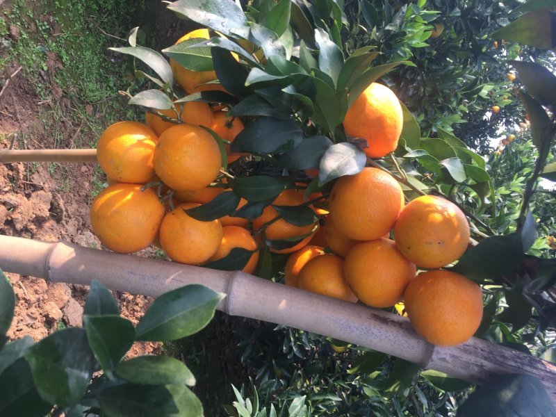 赣南脐橙苗纽荷尔脐橙苗果冻橙苗，品种纯，根系好