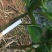 赣南脐橙苗纽荷尔脐橙苗果冻橙苗，品种纯，根系好