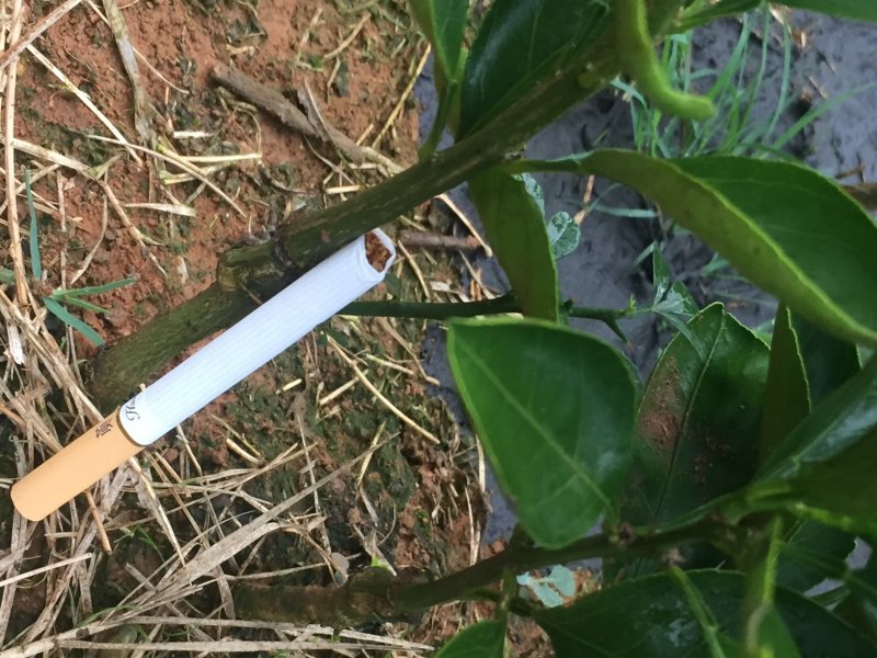 赣南脐橙苗纽荷尔脐橙苗果冻橙苗，品种纯，根系好