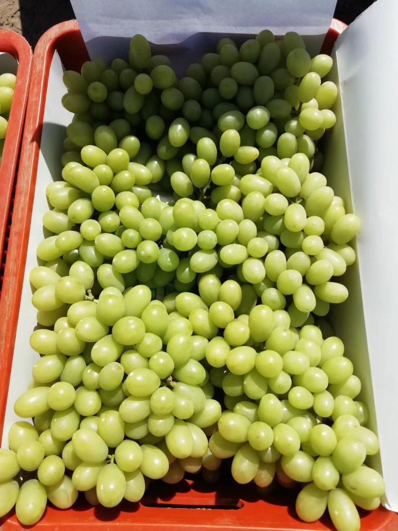 提子，青提