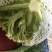 优质松花菜，实花菜，产地直发，提供各种包装！