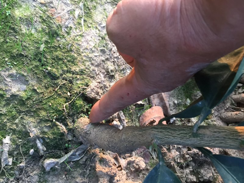 赣南脐橙苗纽荷尔脐橙苗果冻橙苗，品种纯，根系好