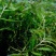 菹草水生植物基地直供