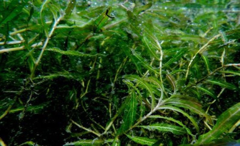 菹草水生植物基地直供