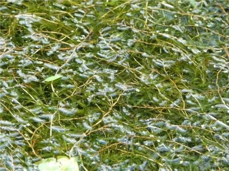 菹草水生植物基地直供