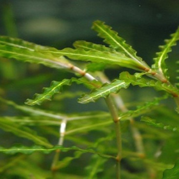 菹草水生植物基地直供