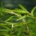 菹草水生植物基地直供