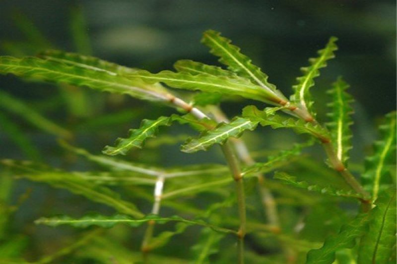 菹草水生植物基地直供