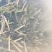 菹草水生植物基地直供