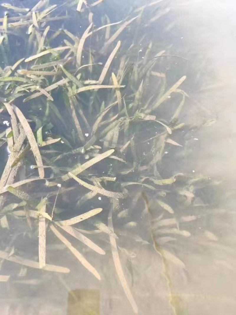 菹草水生植物基地直供