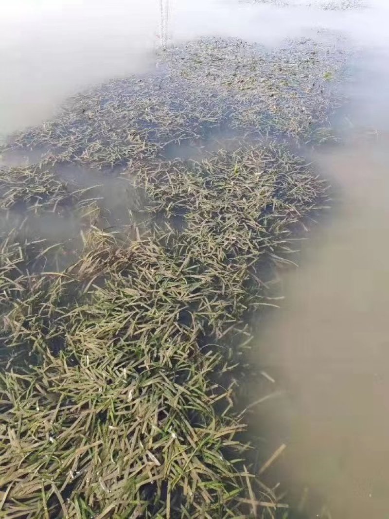 菹草水生植物基地直供