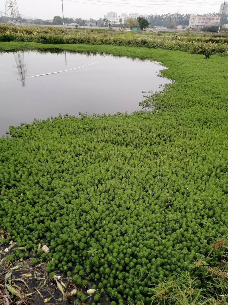 菹草水生植物基地直供