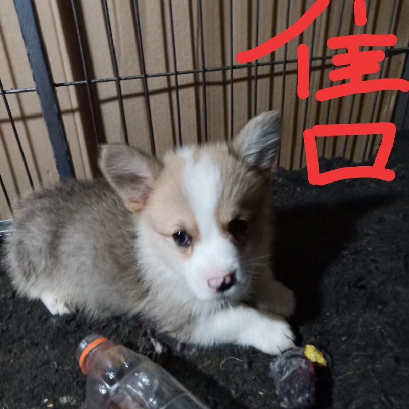 双色柯基小公