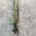 江芏水生植物工程盆苗湿地公园基地直供