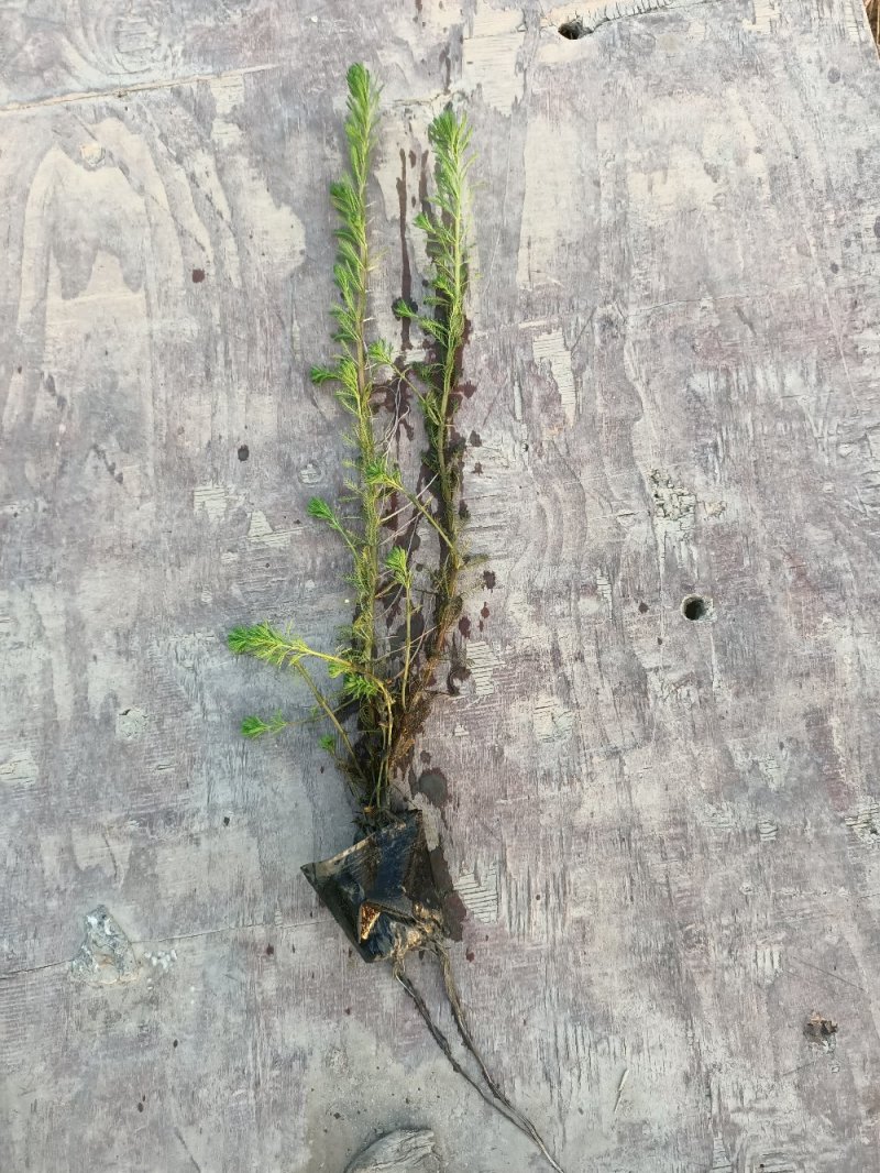 江芏水生植物工程盆苗湿地公园基地直供