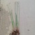 江芏水生植物工程盆苗湿地公园基地直供