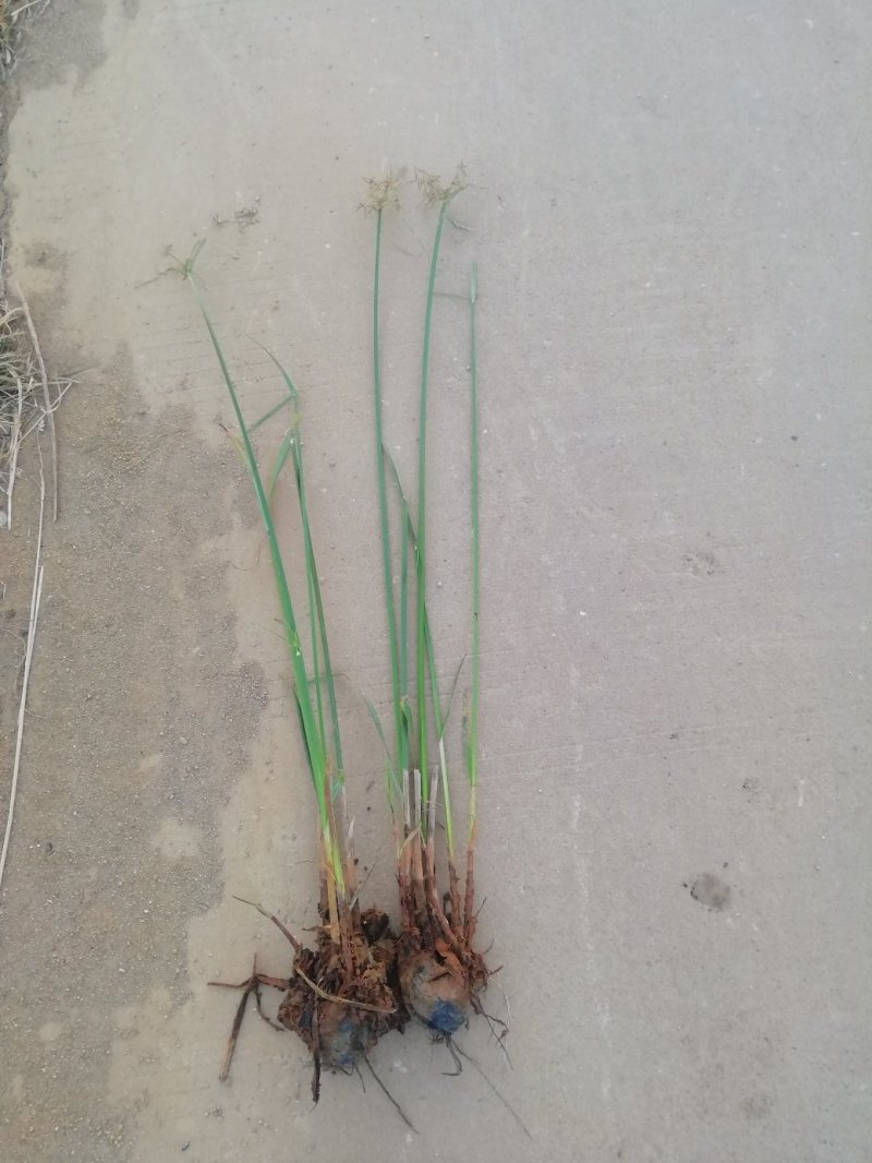 江芏水生植物工程盆苗湿地公园基地直供
