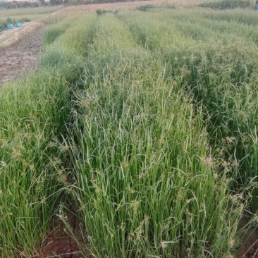 江芏水生植物工程盆苗湿地公园基地直供