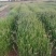 江芏水生植物工程盆苗湿地公园基地直供