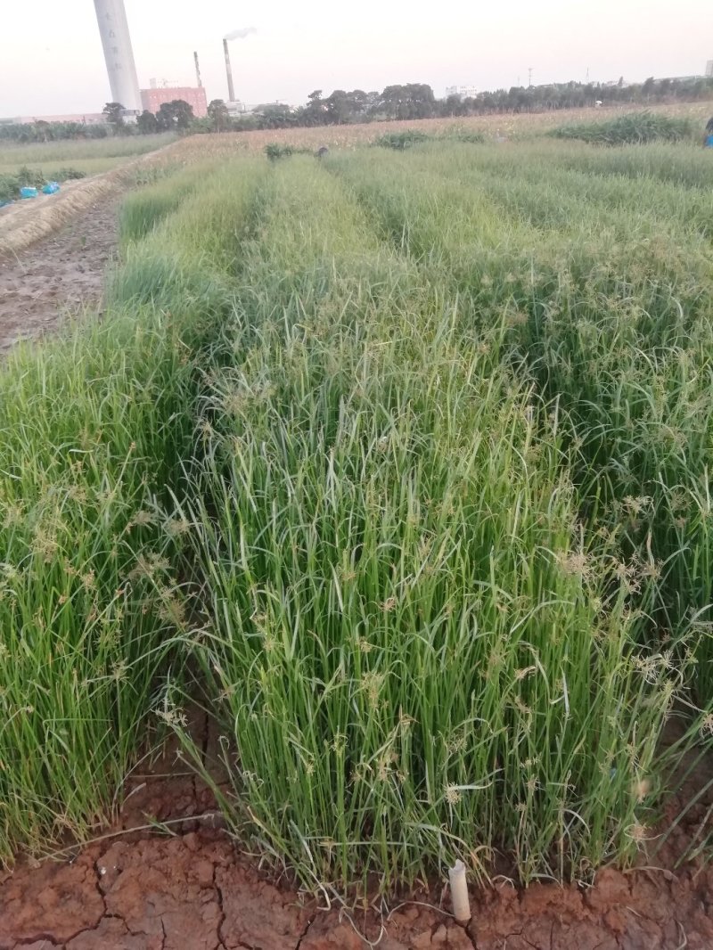 江芏水生植物工程盆苗湿地公园基地直供