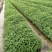 江芏水生植物工程盆苗湿地公园基地直供
