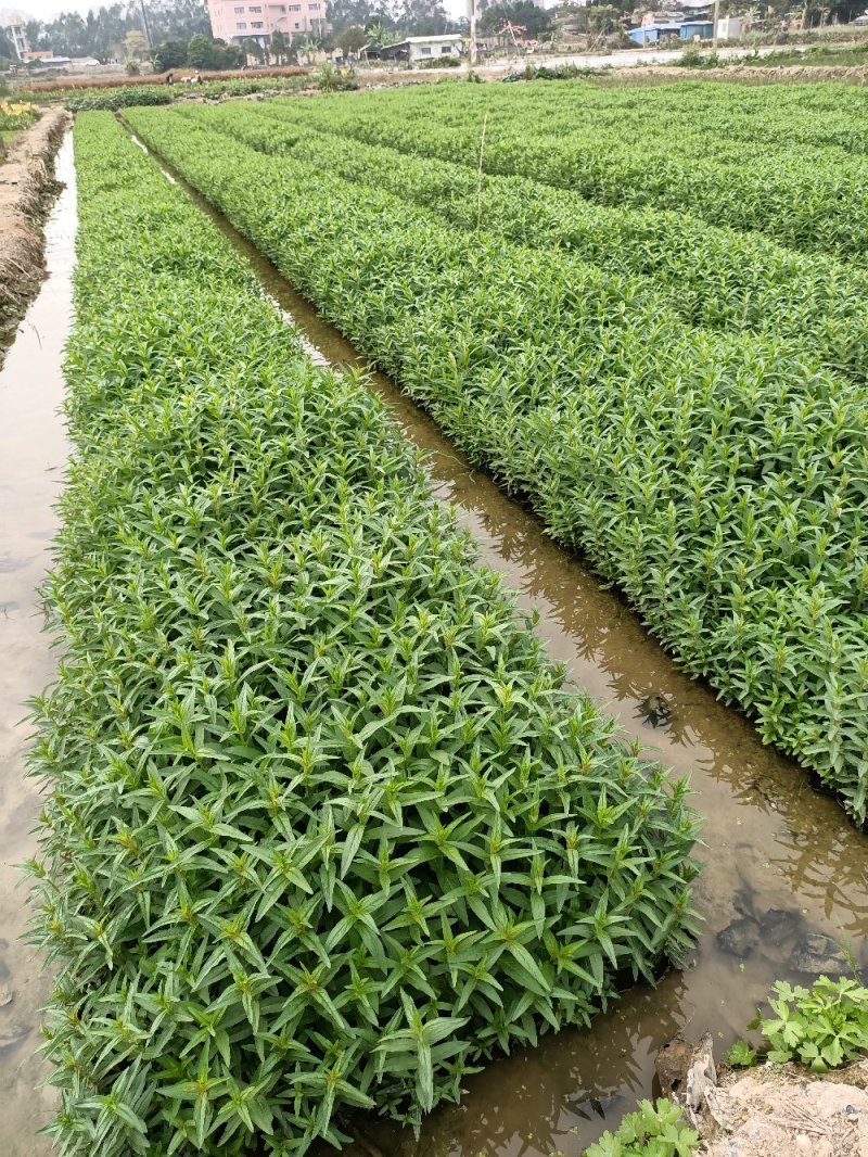 江芏水生植物工程盆苗湿地公园基地直供