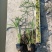 江芏水生植物工程盆苗湿地公园基地直供