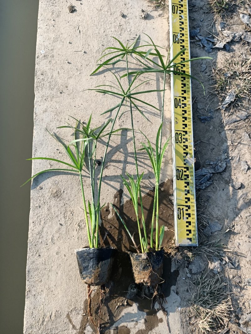 江芏水生植物工程盆苗湿地公园基地直供