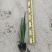 江芏水生植物工程盆苗湿地公园基地直供