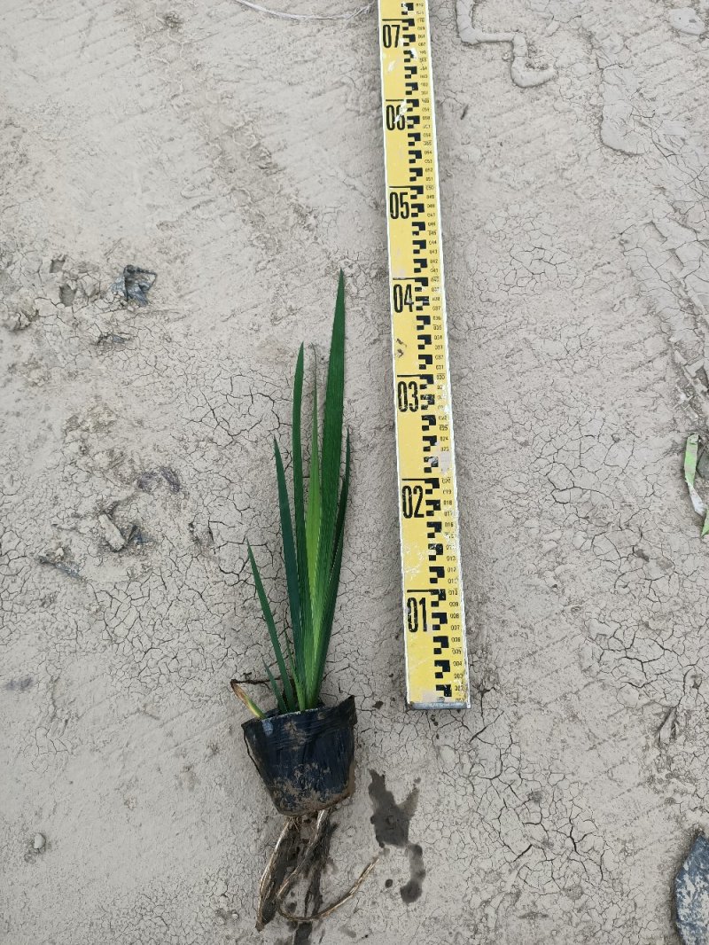 江芏水生植物工程盆苗湿地公园基地直供
