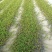 江芏水生植物工程盆苗湿地公园基地直供