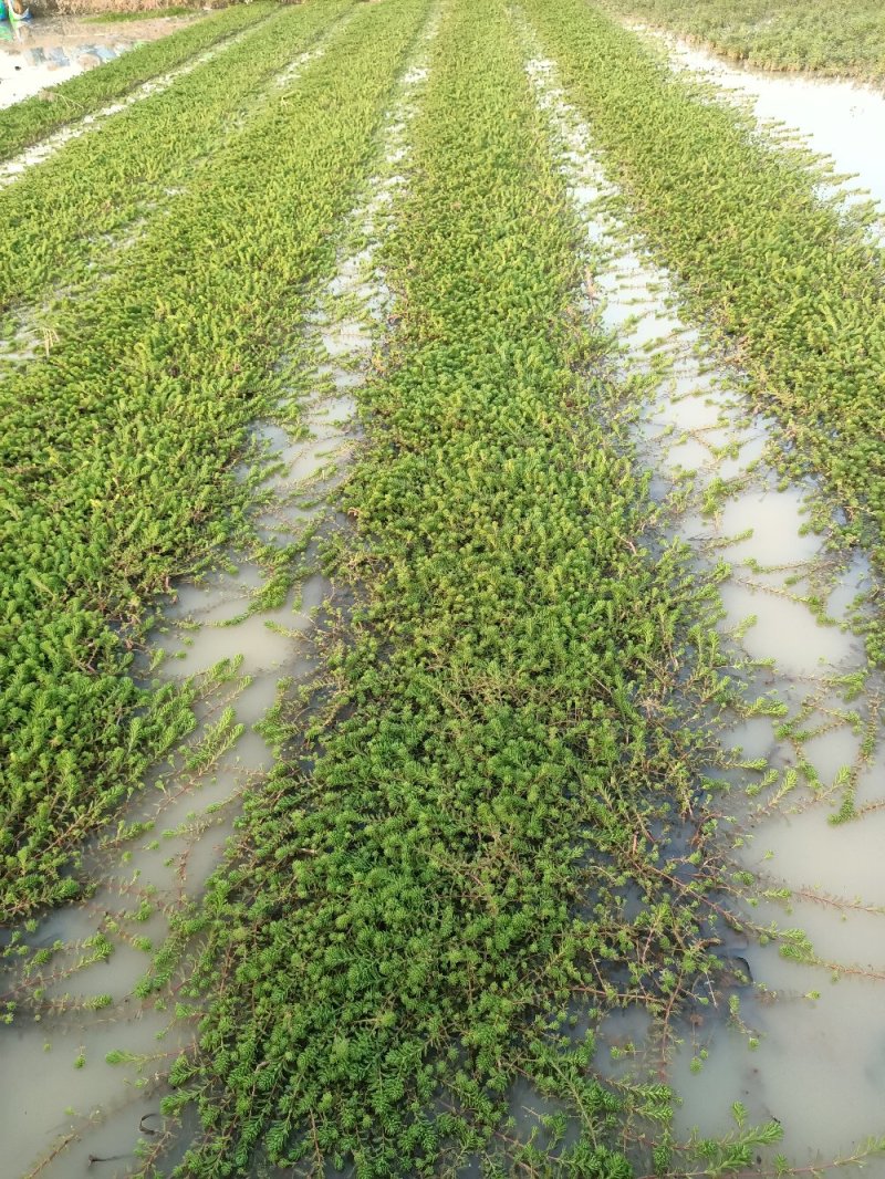 江芏水生植物工程盆苗湿地公园基地直供