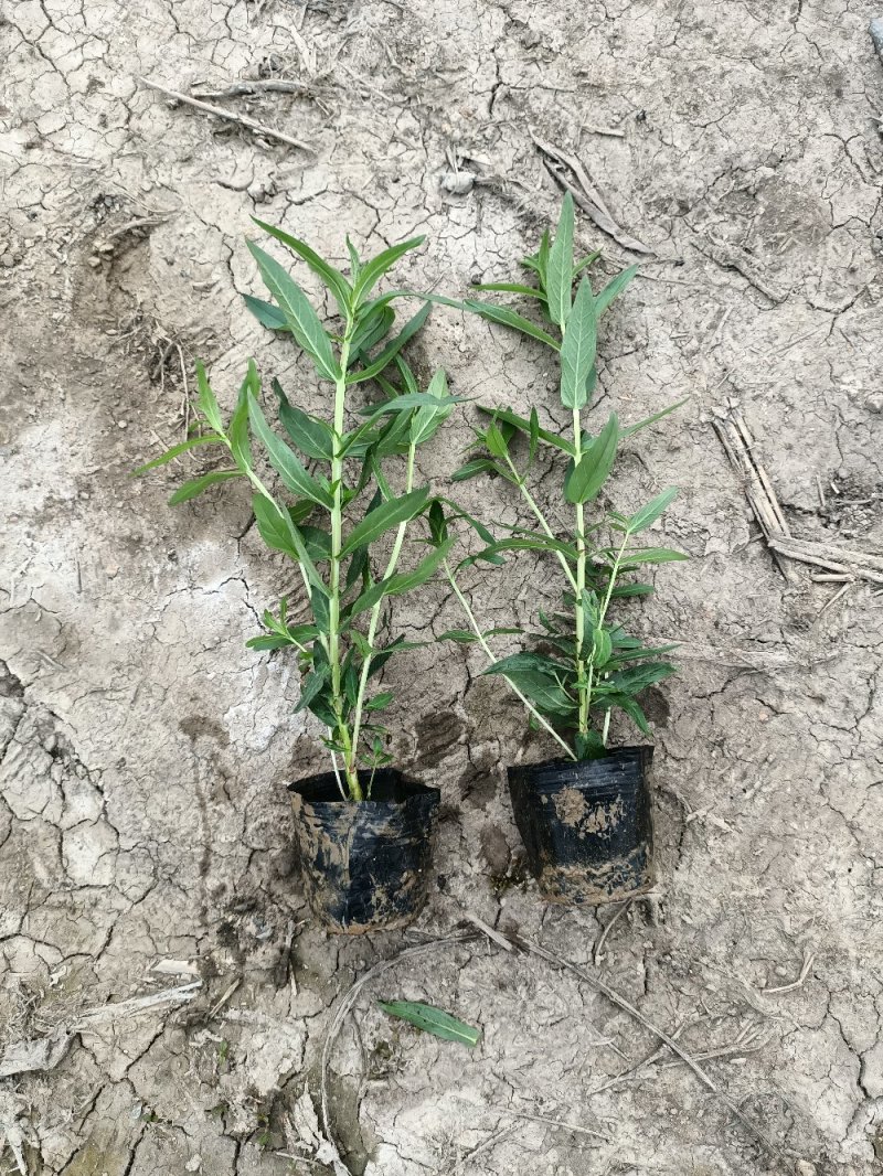 江芏水生植物工程盆苗湿地公园基地直供
