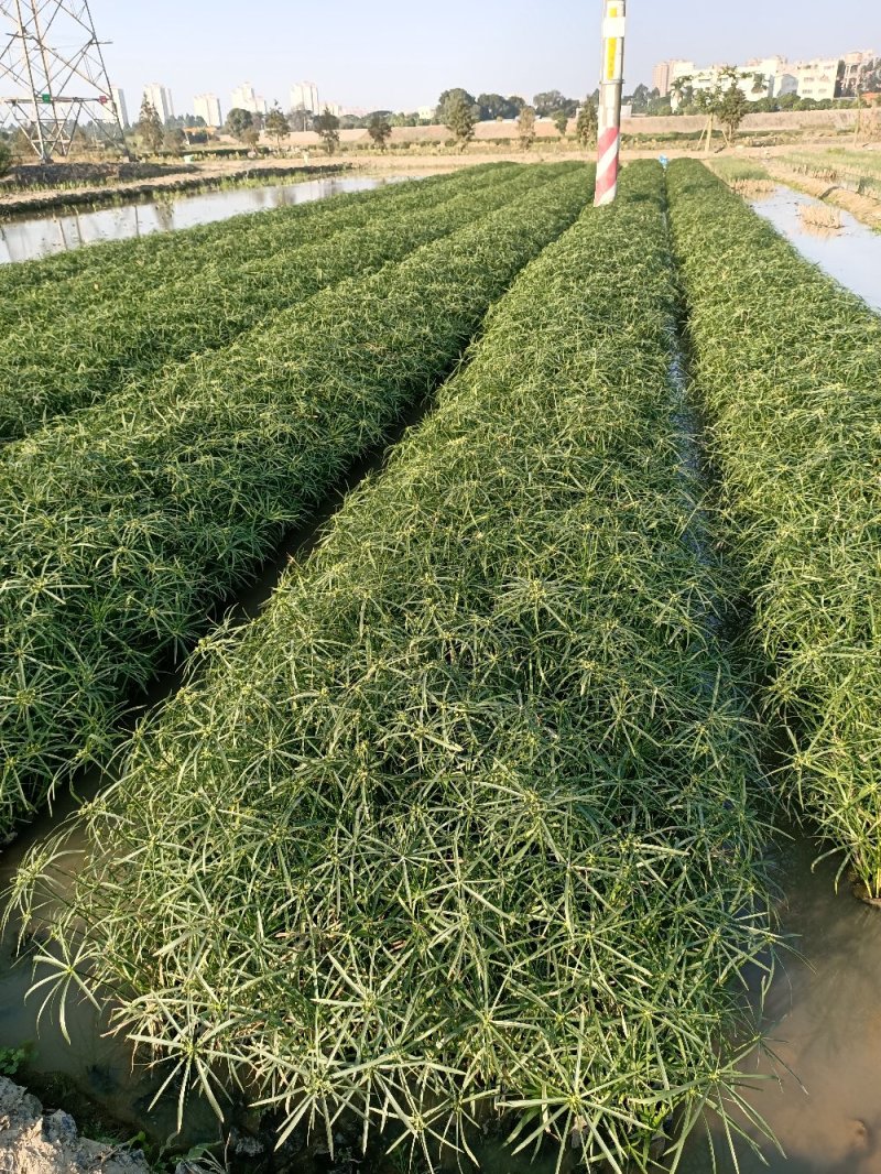 江芏水生植物工程盆苗湿地公园基地直供
