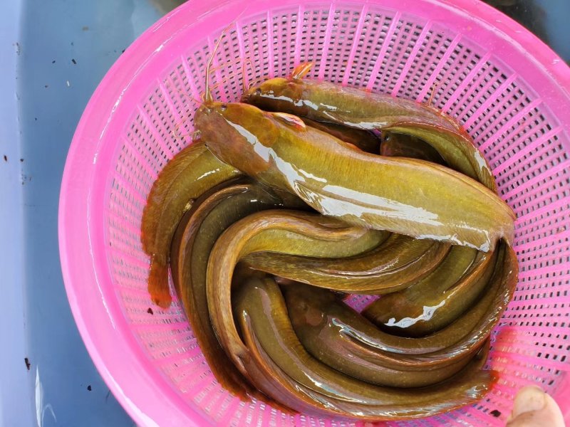 本地三黄塘鲺鱼，杂交快大种，量大更优惠哦。