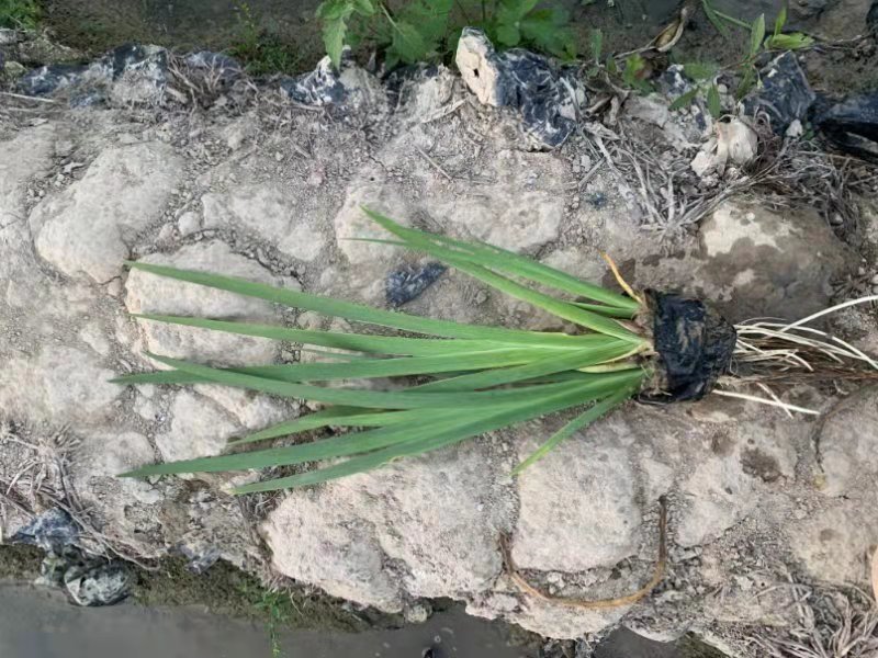 灯芯草水生植物工程袋苗湿地公园基地直供