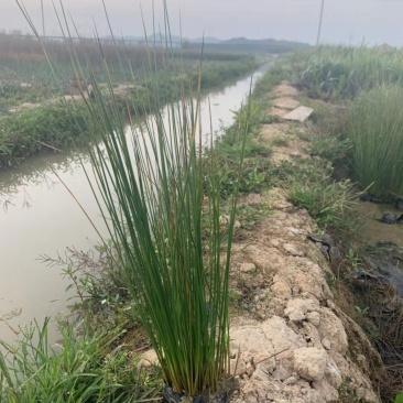 灯芯草水生植物工程袋苗湿地公园基地直供