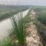 灯芯草水生植物工程袋苗湿地公园基地直供