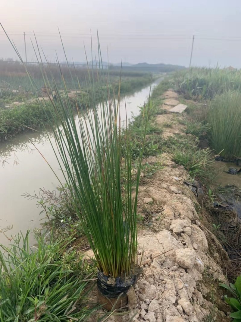 灯芯草水生植物工程袋苗湿地公园基地直供