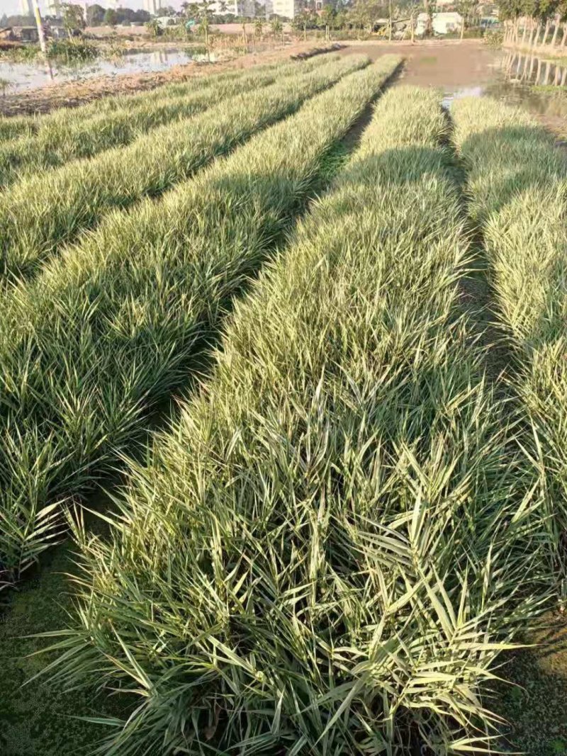 灯芯草水生植物工程袋苗湿地公园基地直供