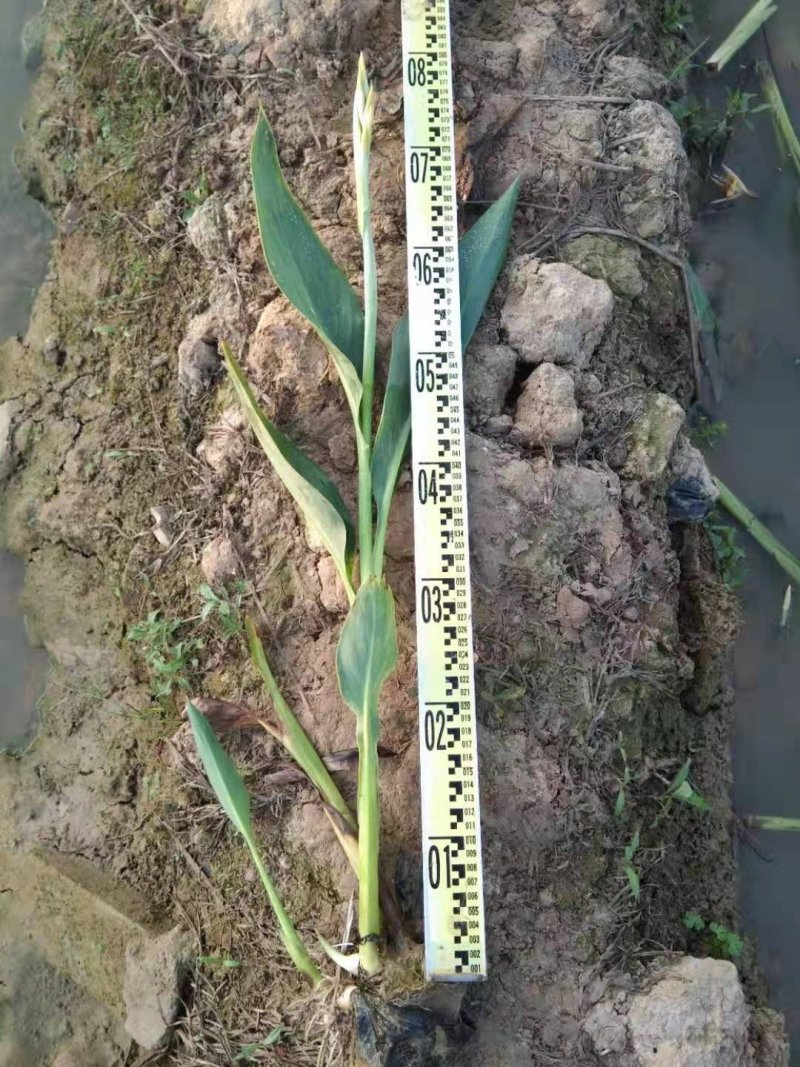 灯芯草水生植物工程袋苗湿地公园基地直供