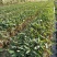灯芯草水生植物工程袋苗湿地公园基地直供